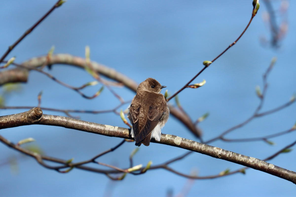 Northern Rough-winged Swallow - ML617475384