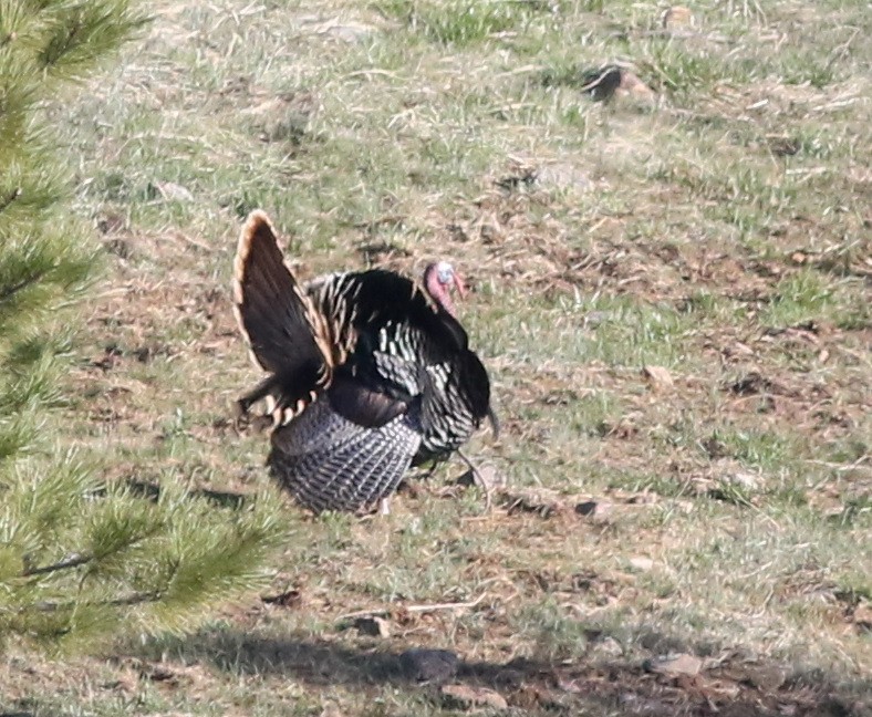 Wild Turkey - Lorraine Lanning