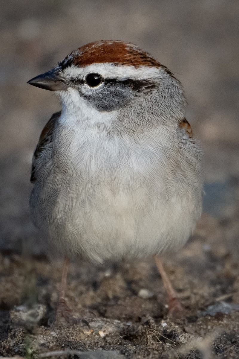 Chipping Sparrow - ML617475413