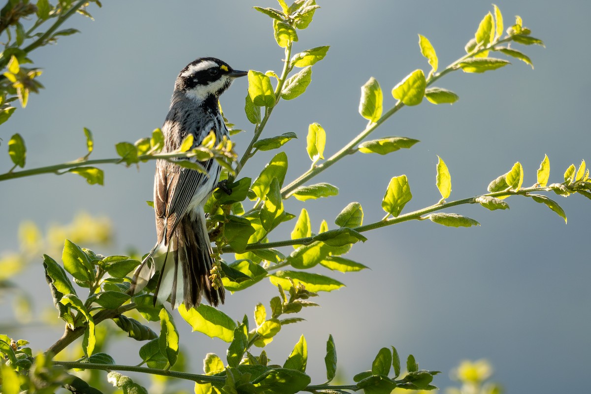 Black-throated Gray Warbler - ML617475434