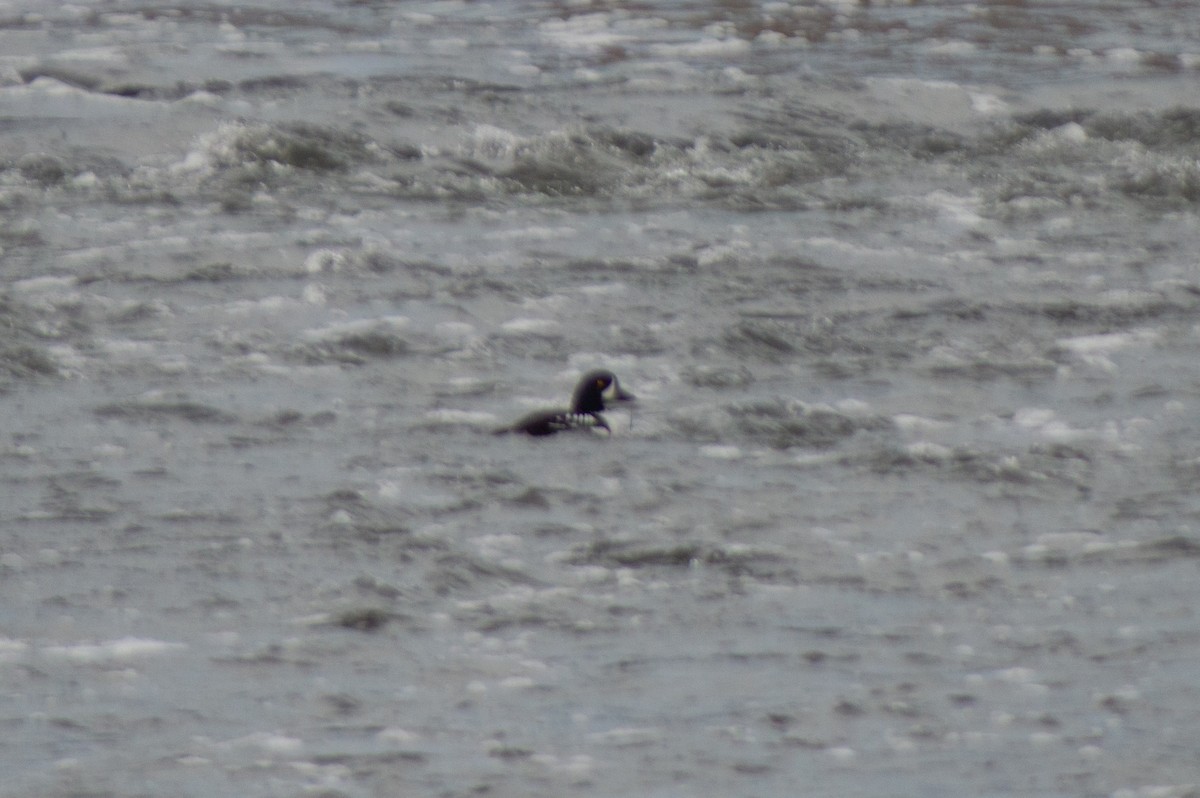 Barrow's Goldeneye - ML617475436