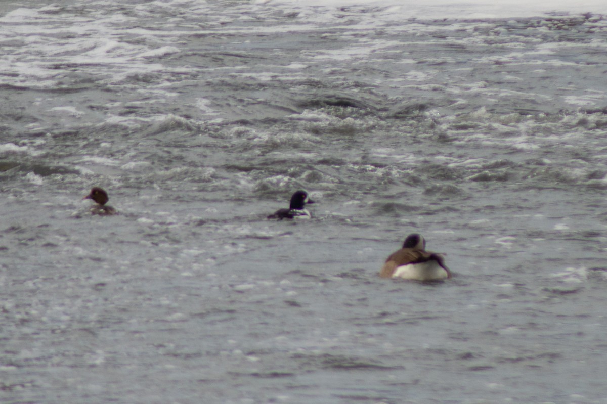 Barrow's Goldeneye - ML617475437