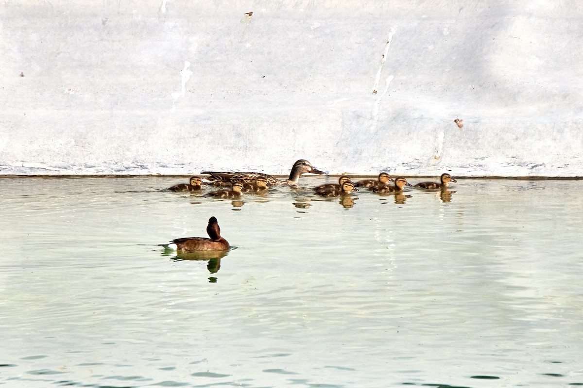 Mallard - ML617475455