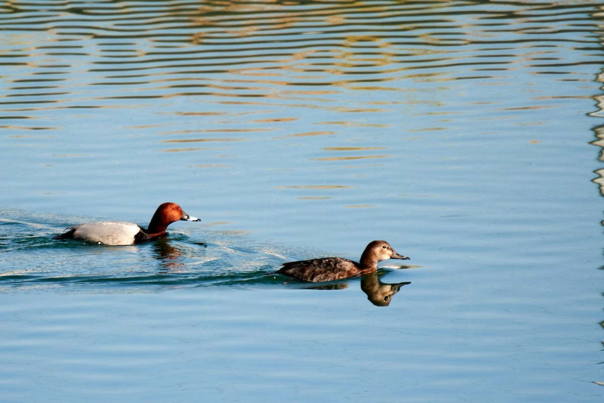 Common Pochard - ML617475468