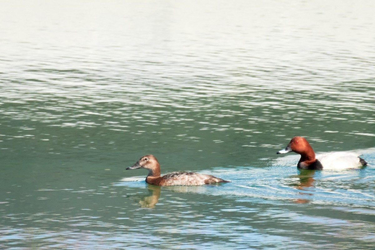 Common Pochard - ML617475469