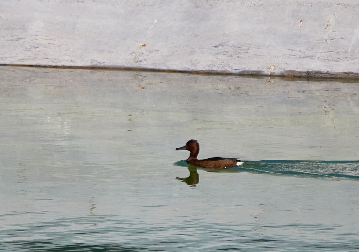 Ferruginous Duck - ML617475479