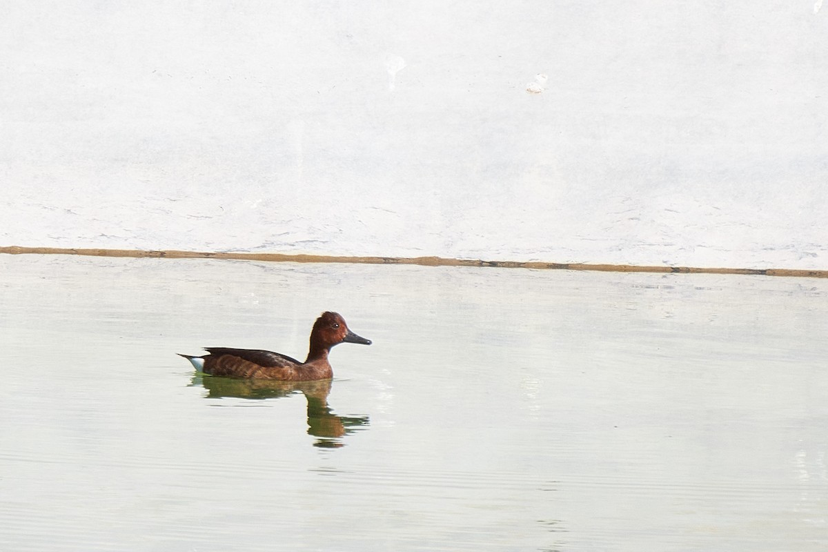 Ferruginous Duck - ML617475480