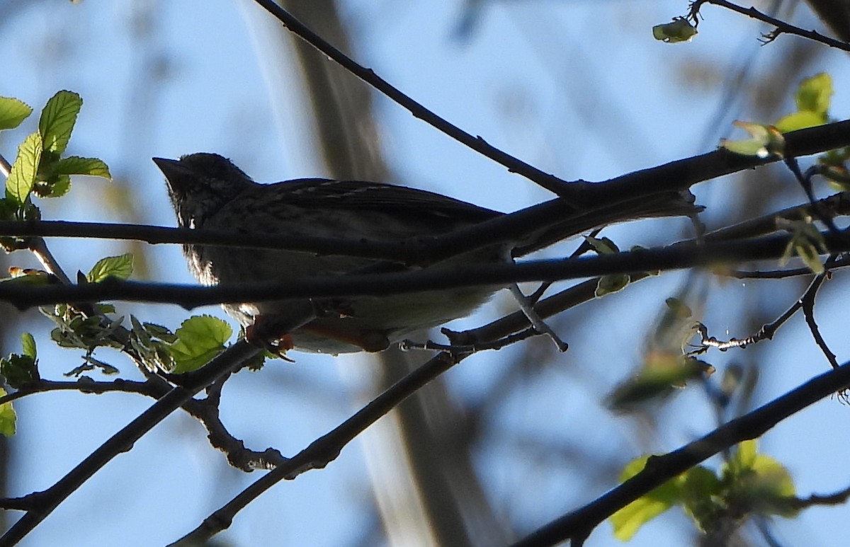 Rose-breasted Grosbeak - Cathy Hagstrom