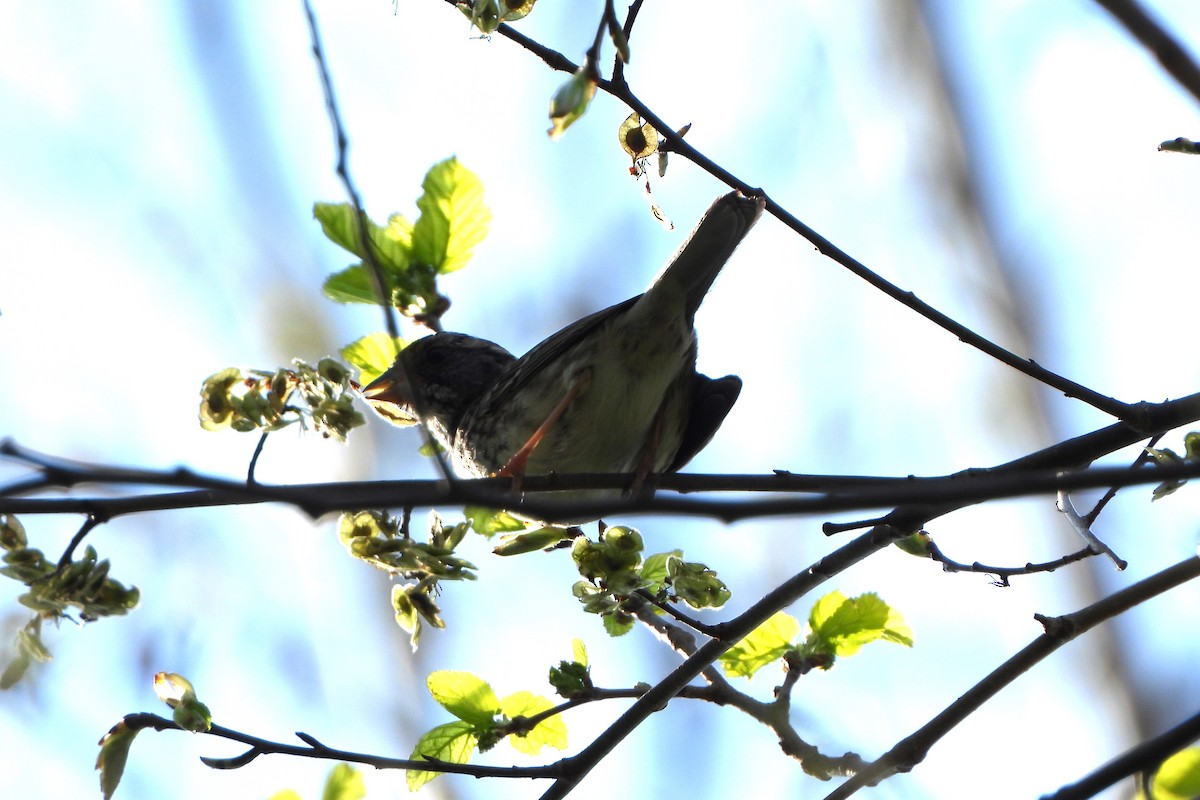 Cardinal à poitrine rose - ML617475500