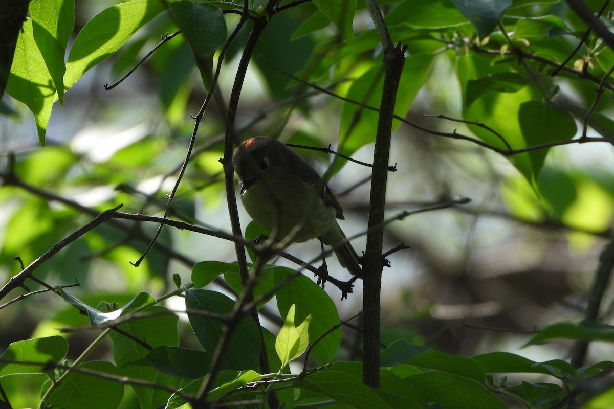 Ruby-crowned Kinglet - ML617475509