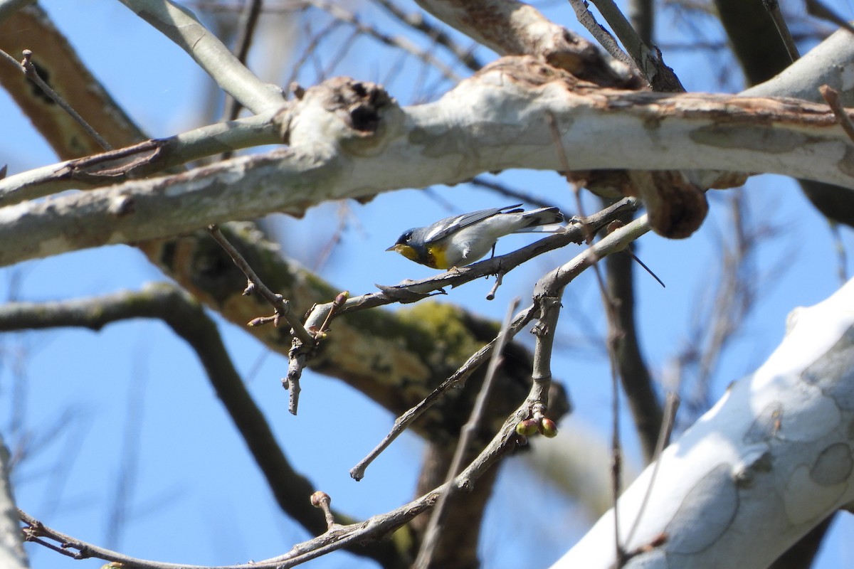 Northern Parula - ML617475524