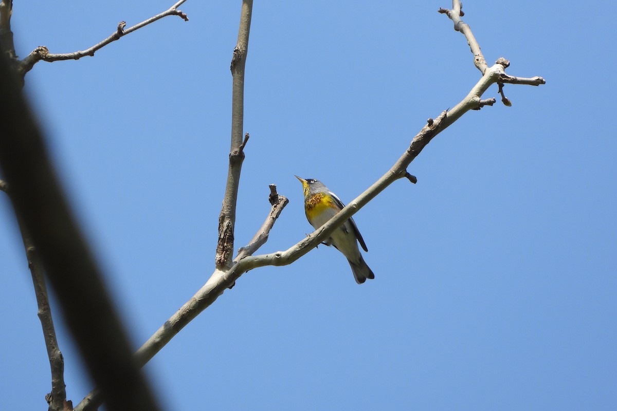 Northern Parula - ML617475531