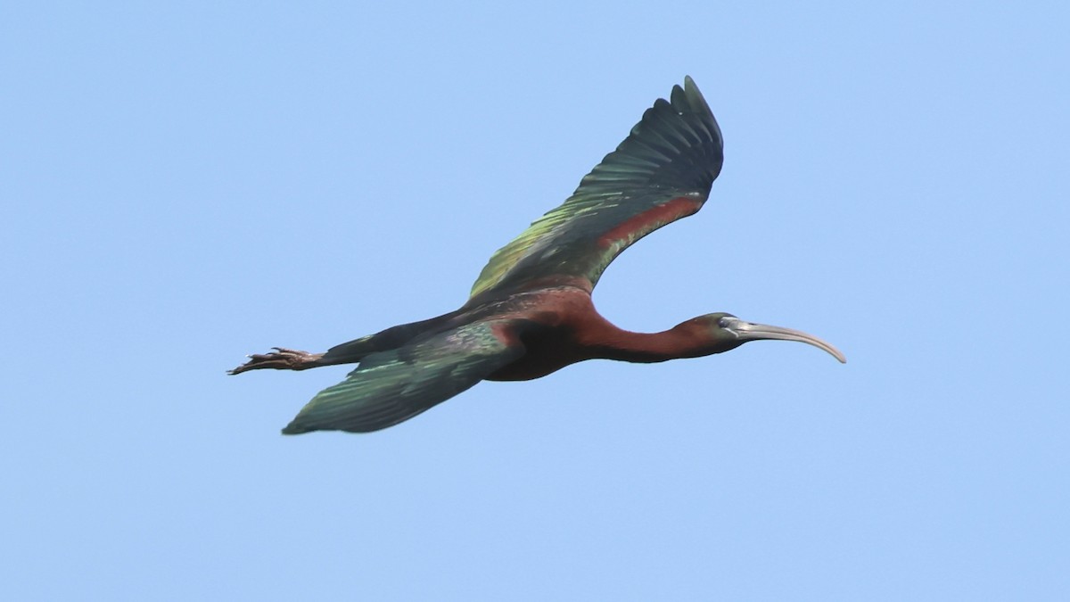 Glossy Ibis - ML617475554