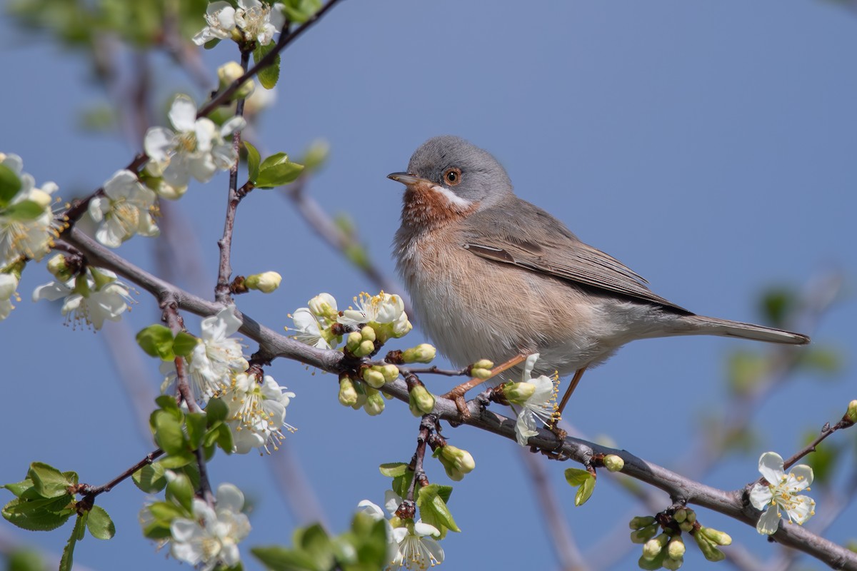 Eastern Subalpine Warbler - Xenia Louverdi