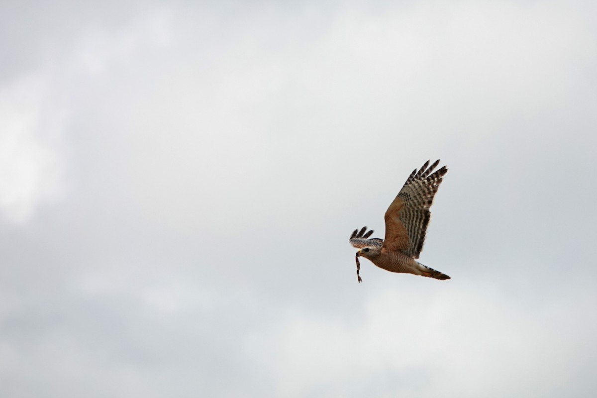 Red-shouldered Hawk - ML617475577