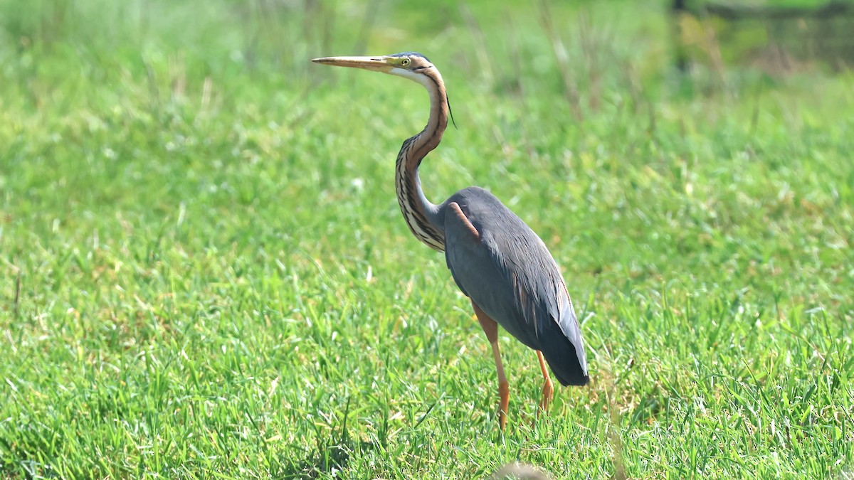 Purple Heron - ML617475638