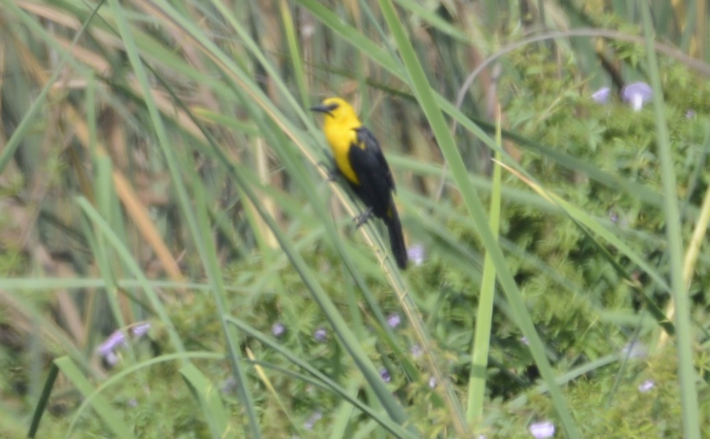 Oriole Blackbird - Spencer Vanderhoof