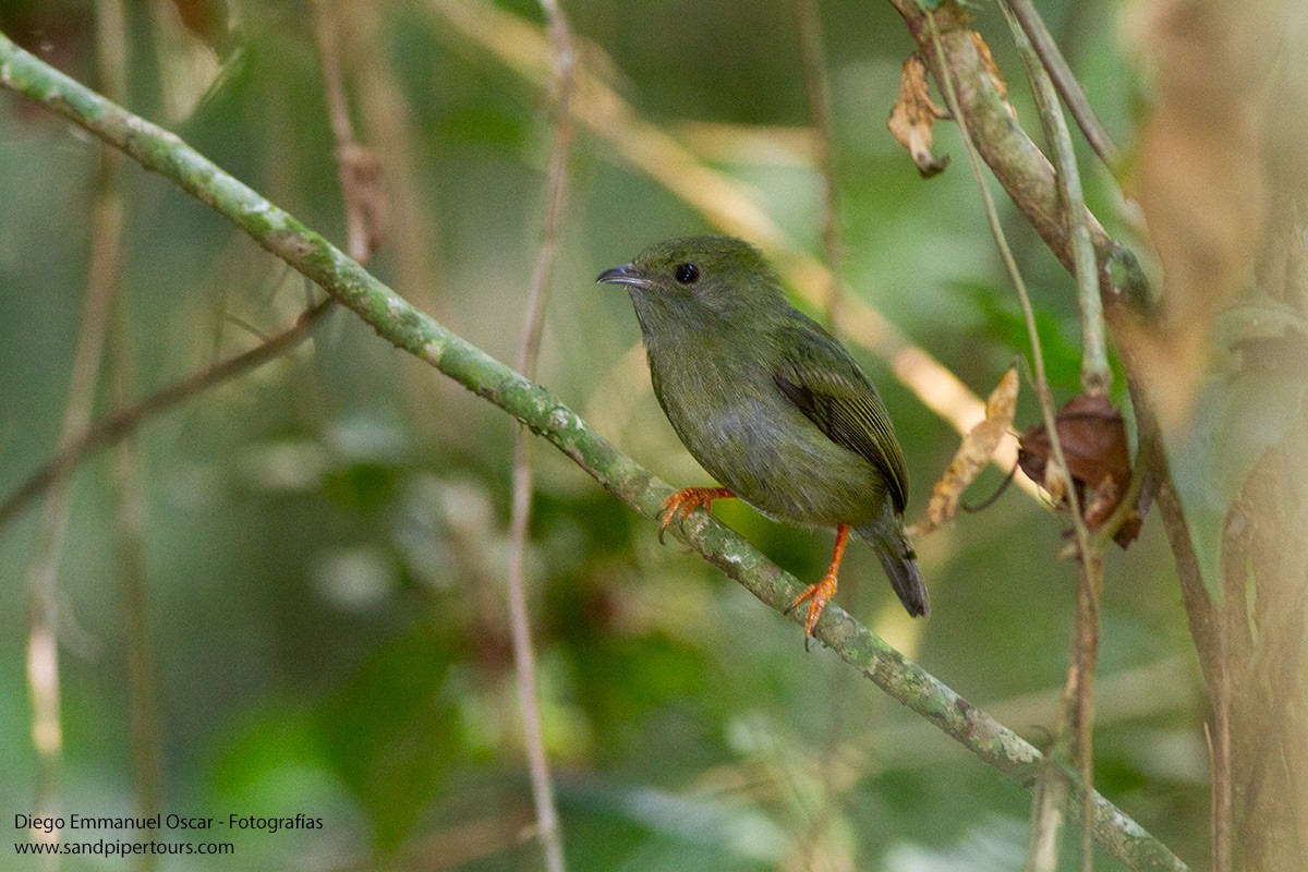 White-bearded Manakin - ML617475670