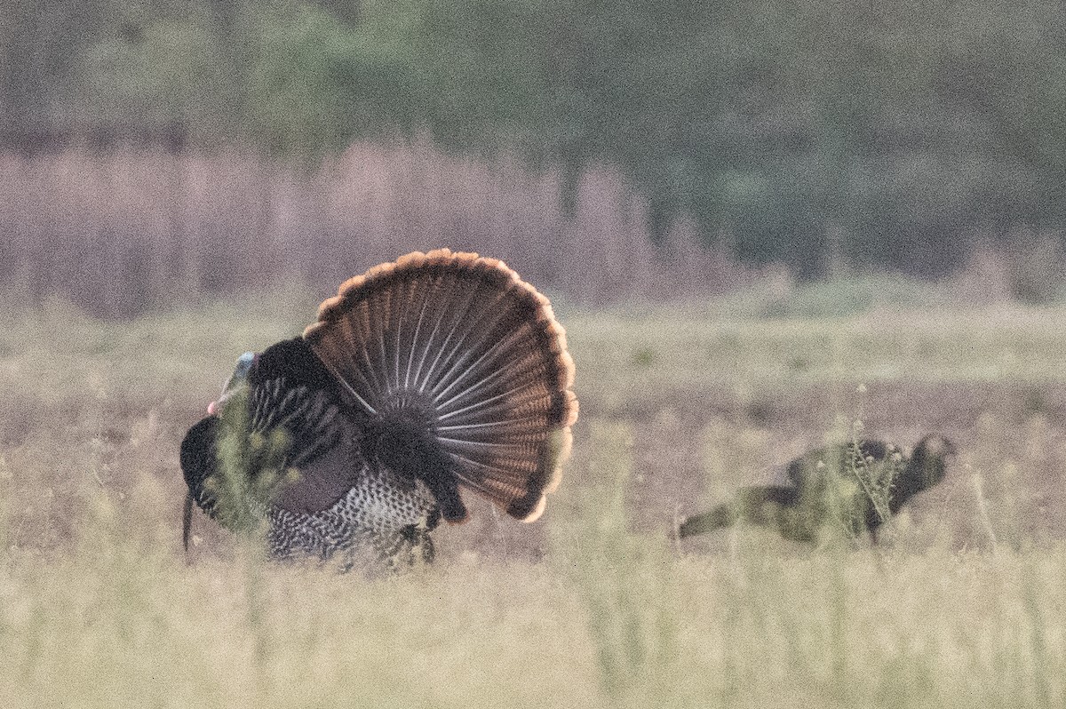 Wild Turkey - ML617475676