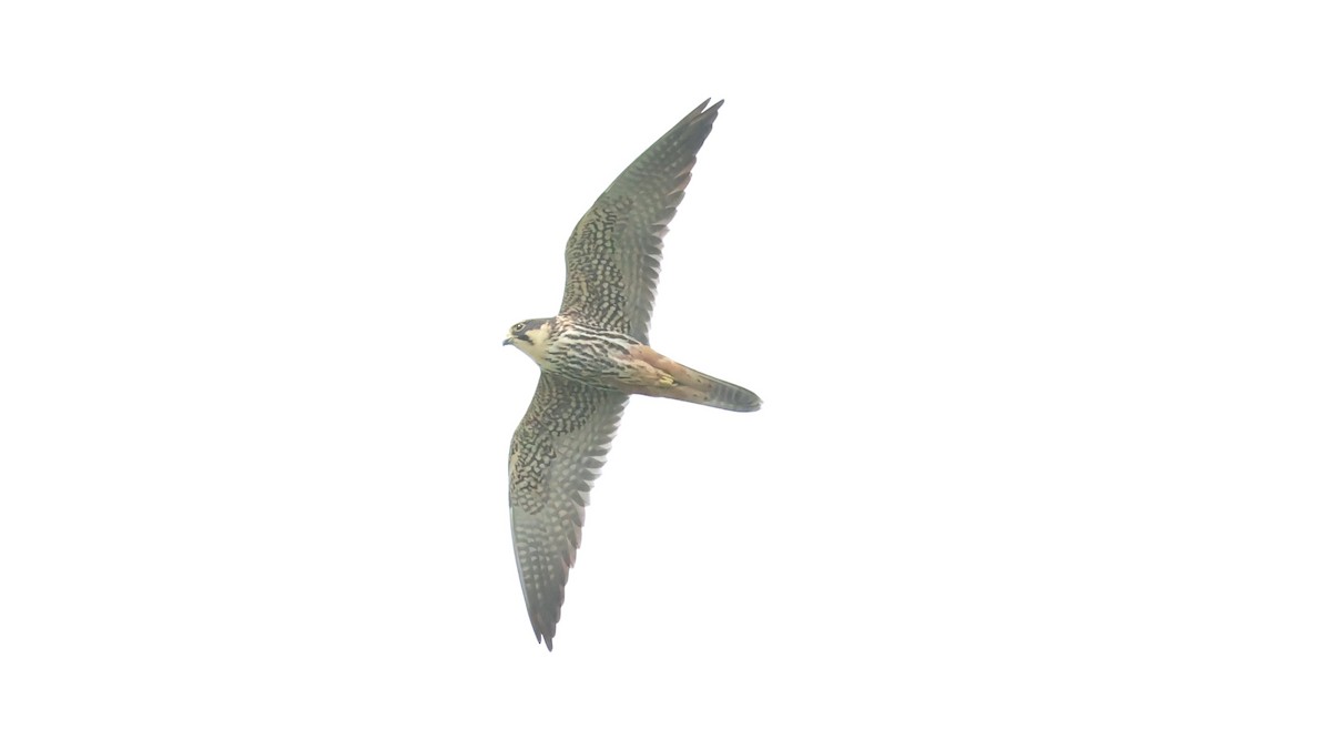 Eurasian Hobby - ML617475679