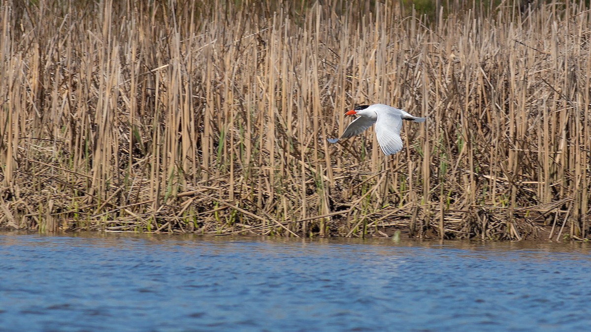 Caspian Tern - Todd Kiraly