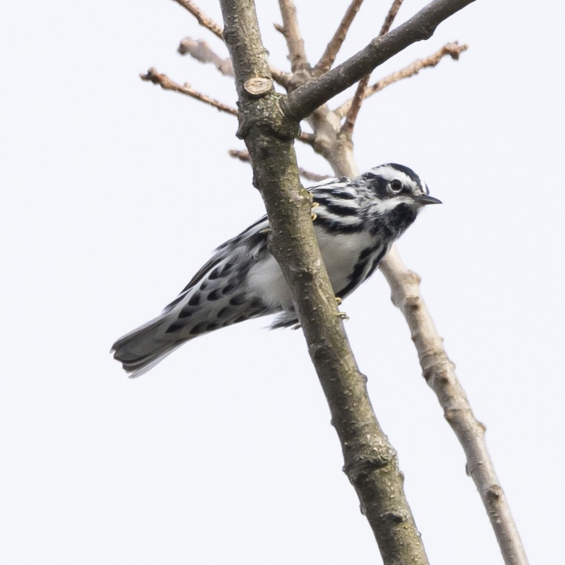 Black-and-white Warbler - ML617475755