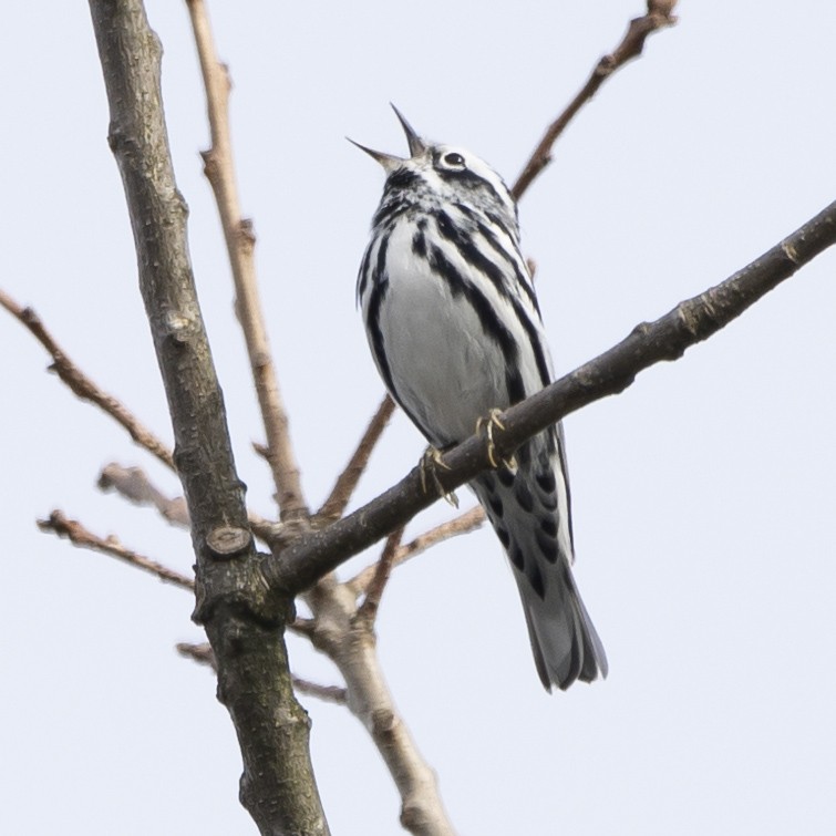 Paruline noir et blanc - ML617475756