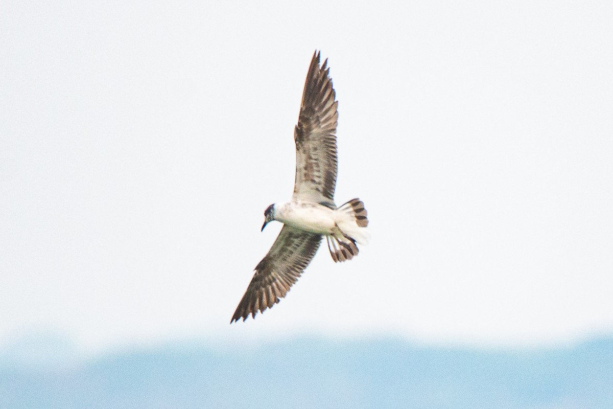 Laughing Gull - ML617475784