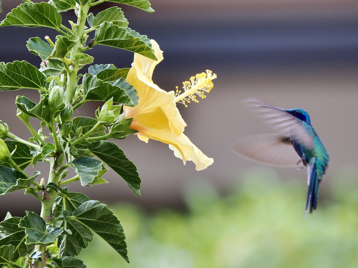 Colibrí Rutilante - ML617475792