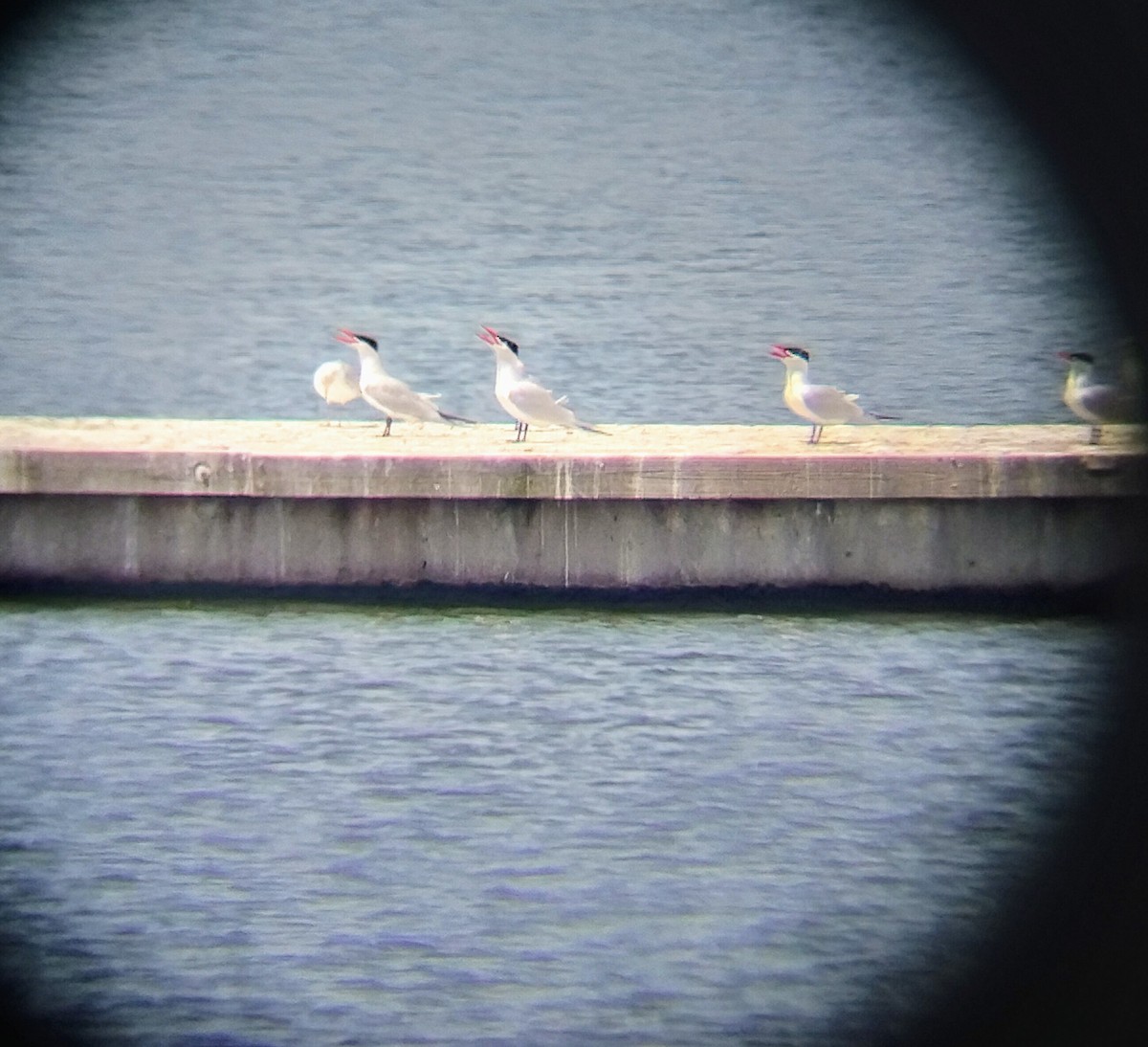 Caspian Tern - ML617475795