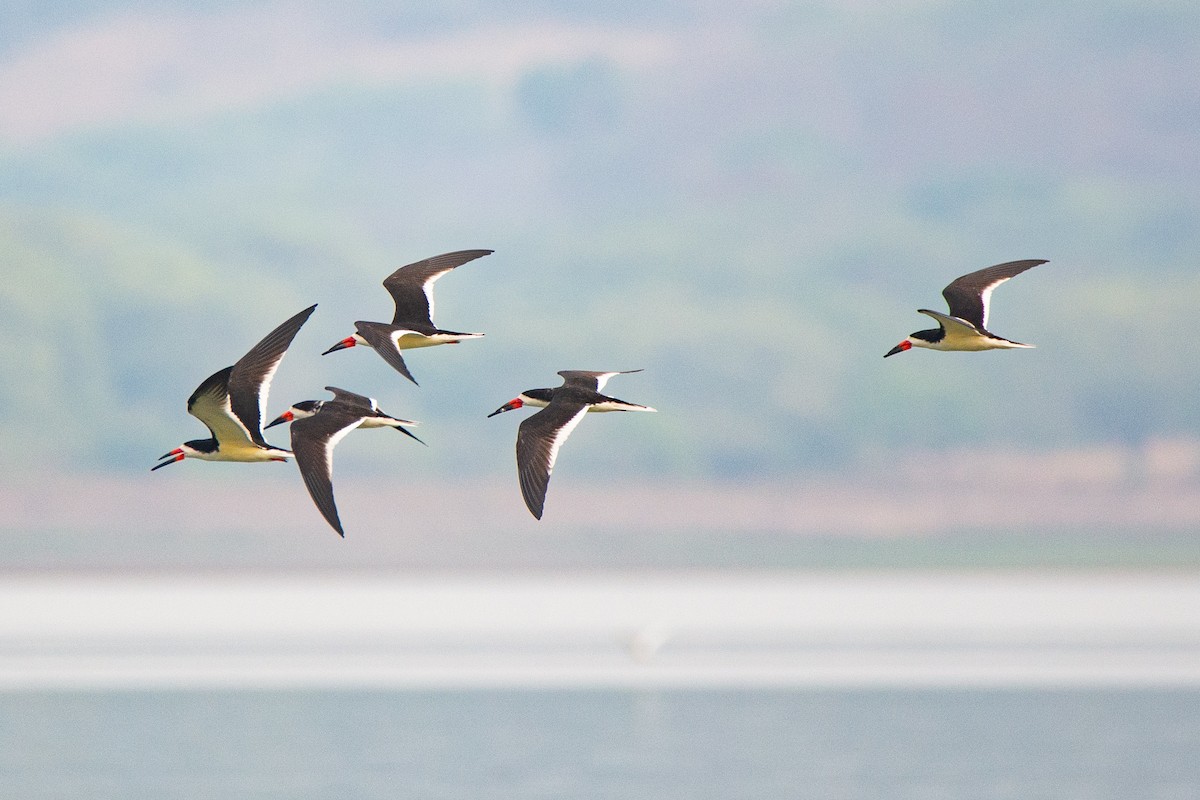 Black Skimmer - Raúl Álvarez