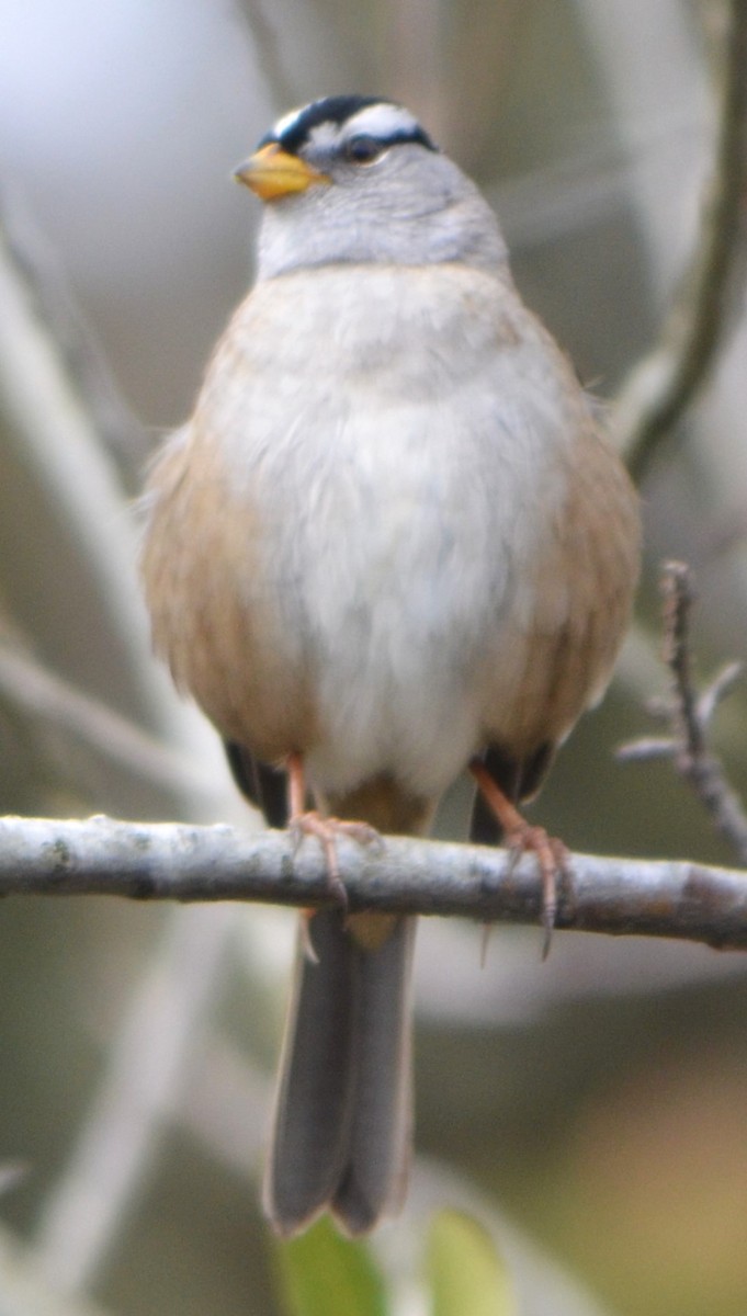 White-crowned Sparrow - ML617475840
