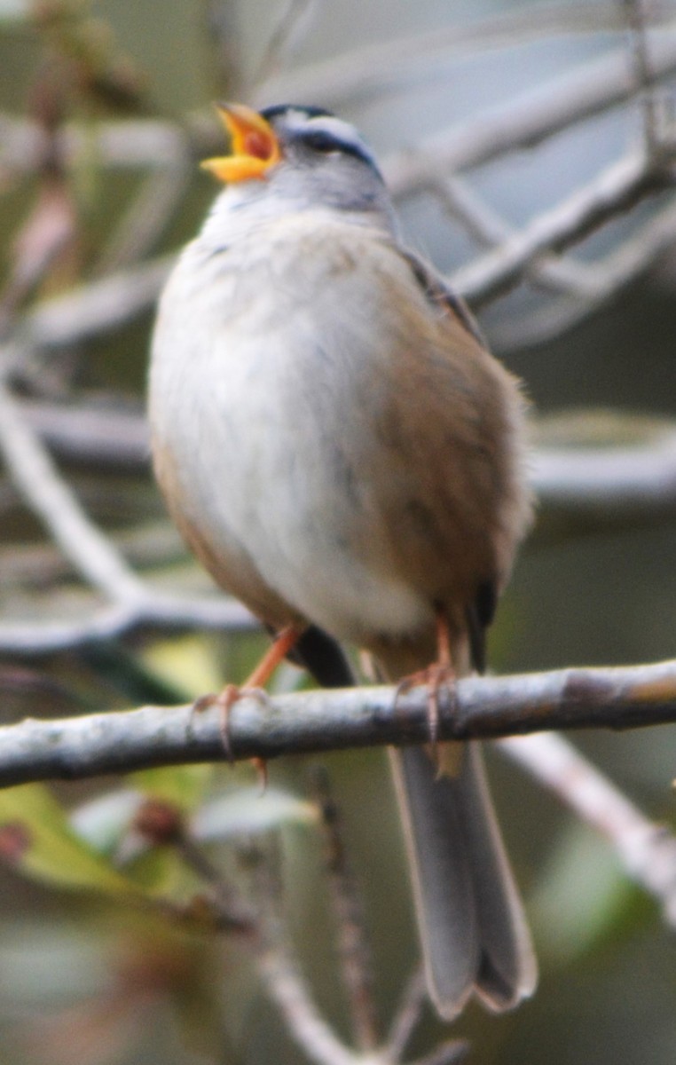 White-crowned Sparrow - ML617475859