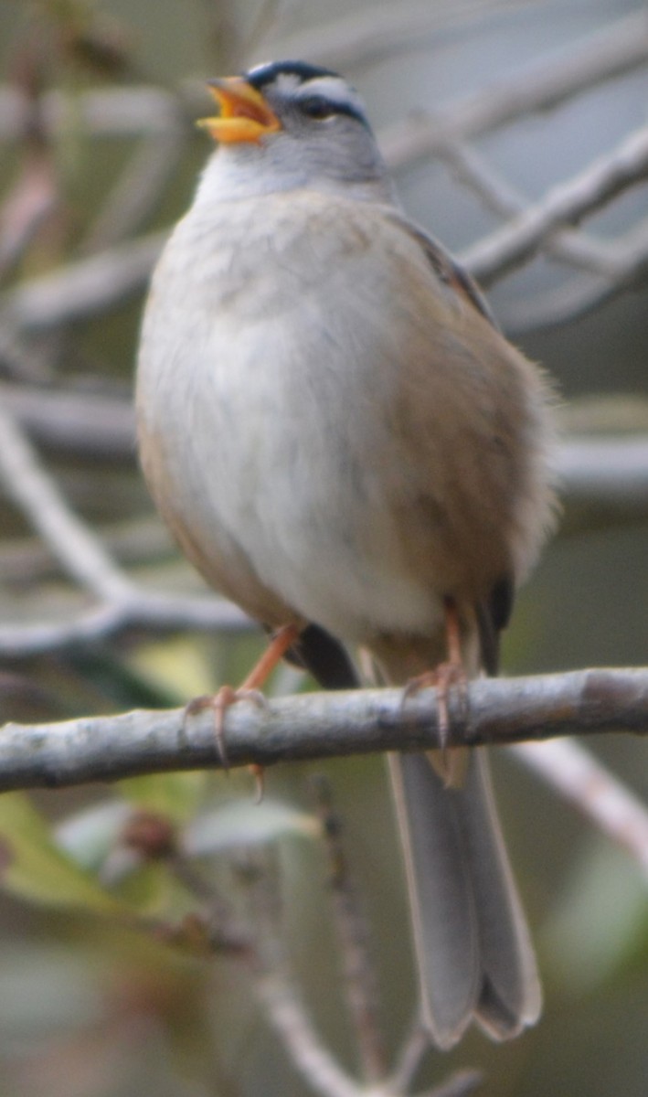 White-crowned Sparrow - Charles Taft