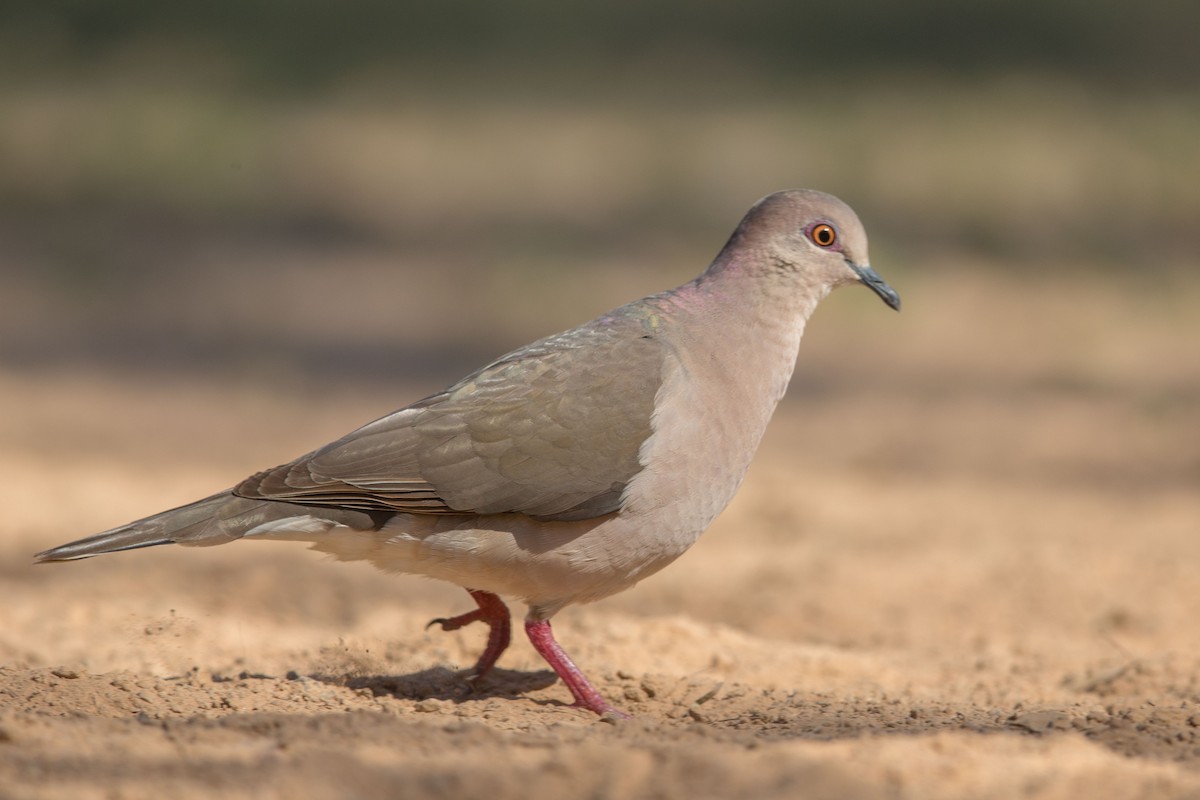 White-tipped Dove - Andreas Trepte