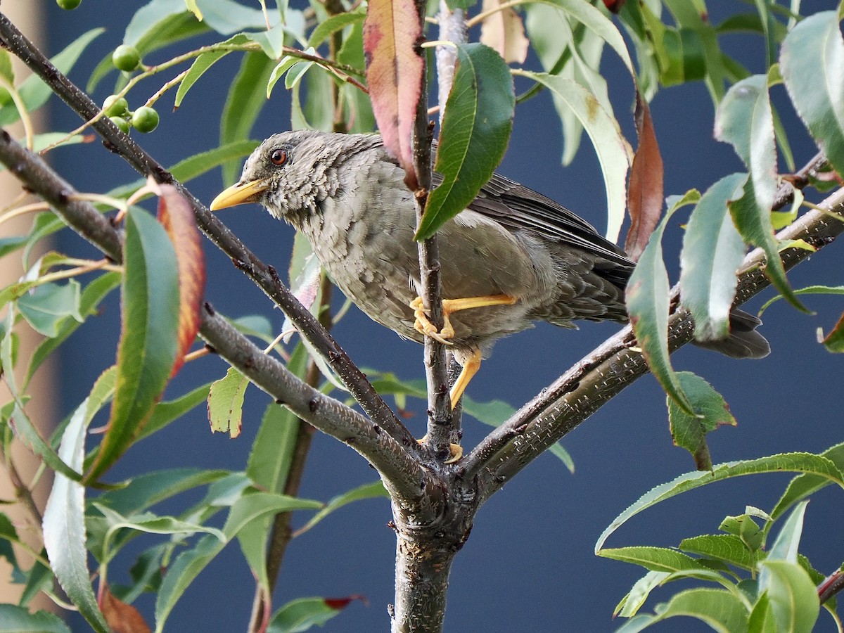 Chiguanco Thrush - ML617475917