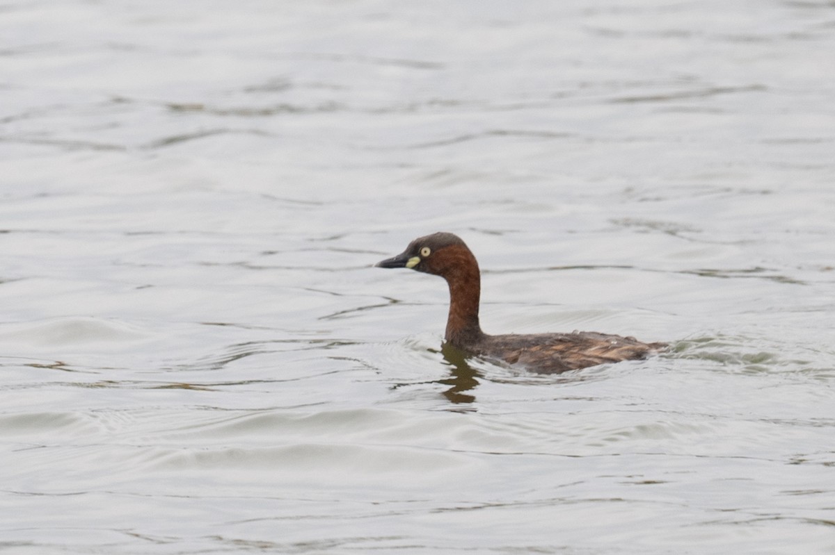 Little Grebe - ML617476003