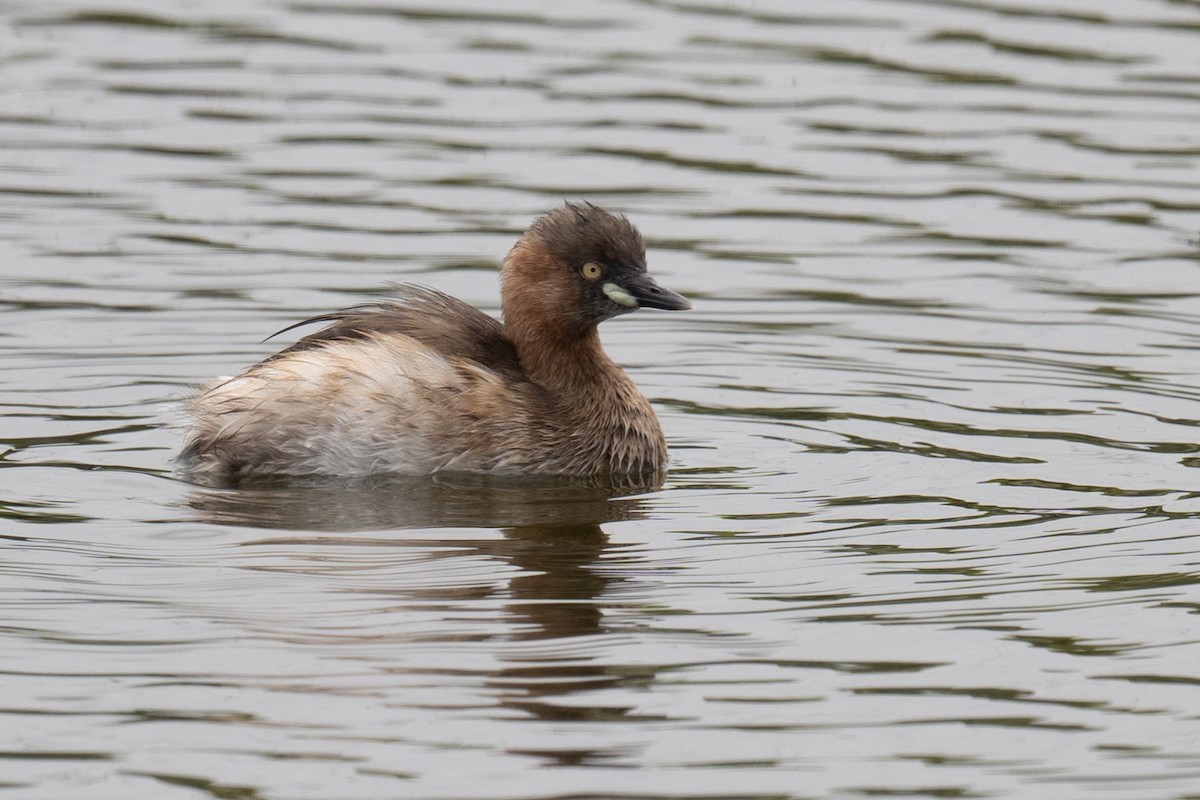 Little Grebe - ML617476030