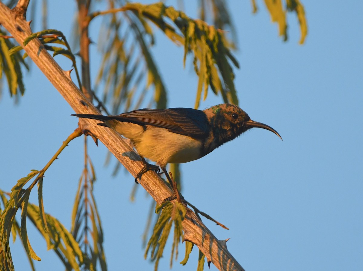 White-breasted Sunbird - ML617476050