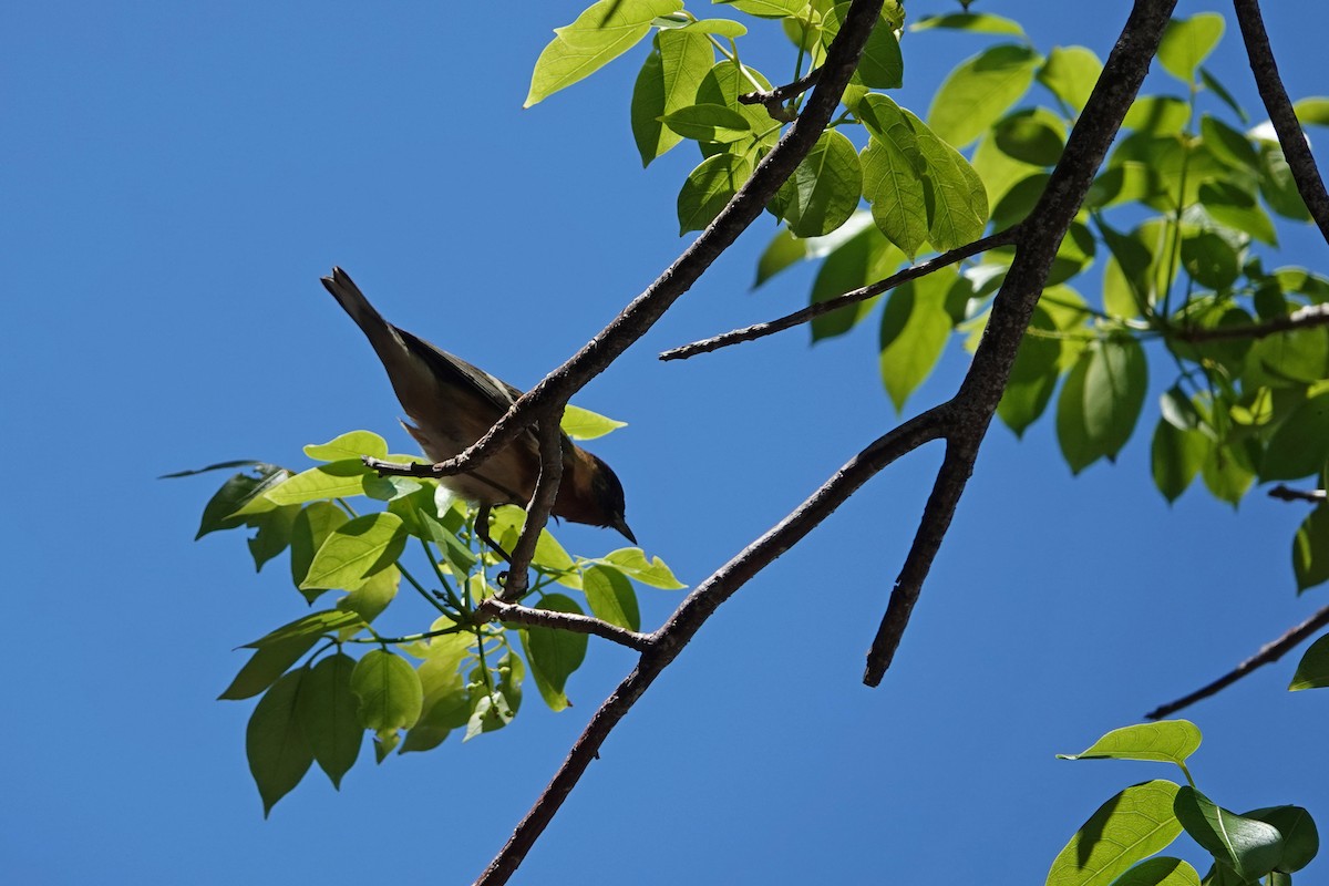 Bay-breasted Warbler - Marie Dugan