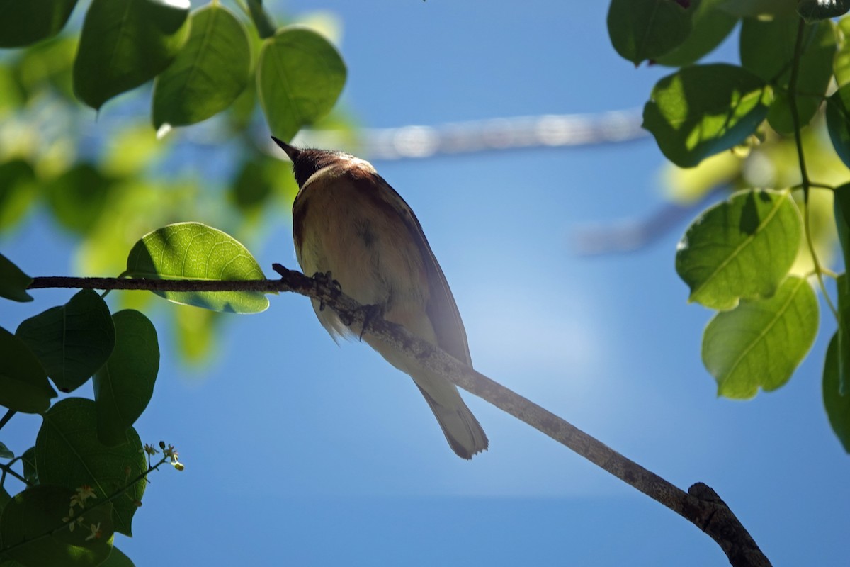Bay-breasted Warbler - ML617476064
