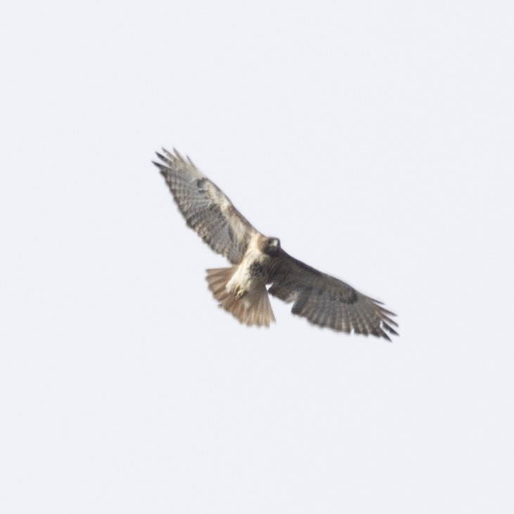 Red-tailed Hawk - ML617476079