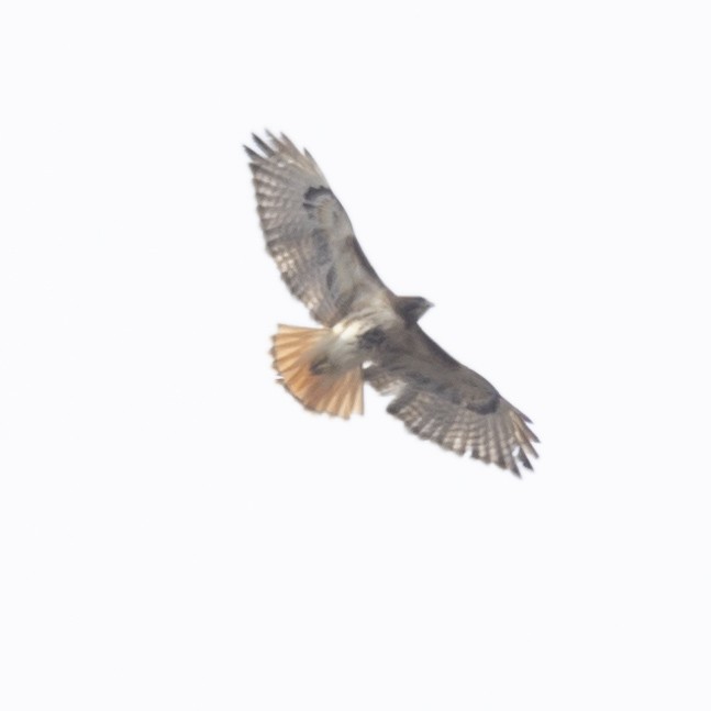 Red-tailed Hawk - ML617476080