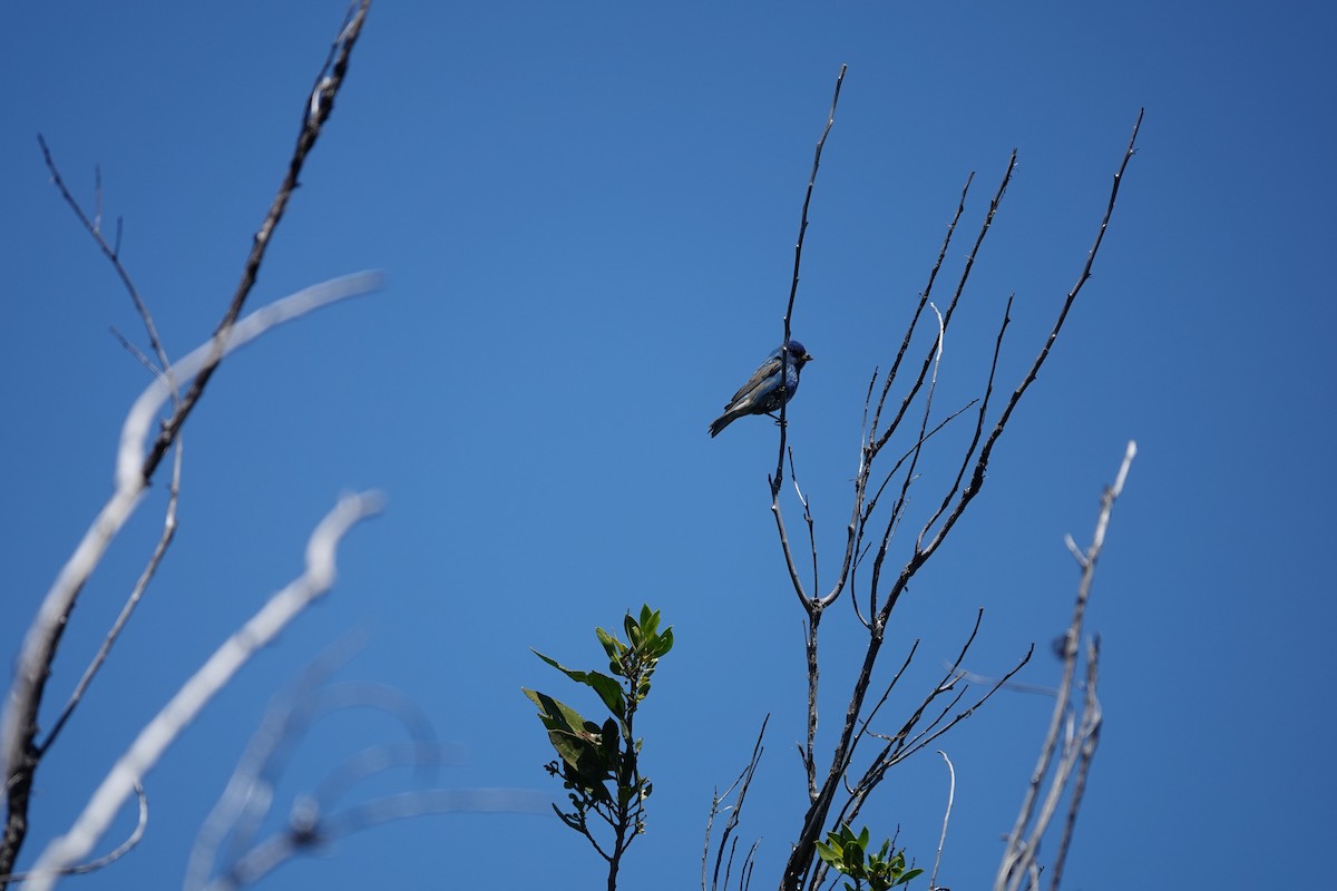 Indigo Bunting - Marie Dugan