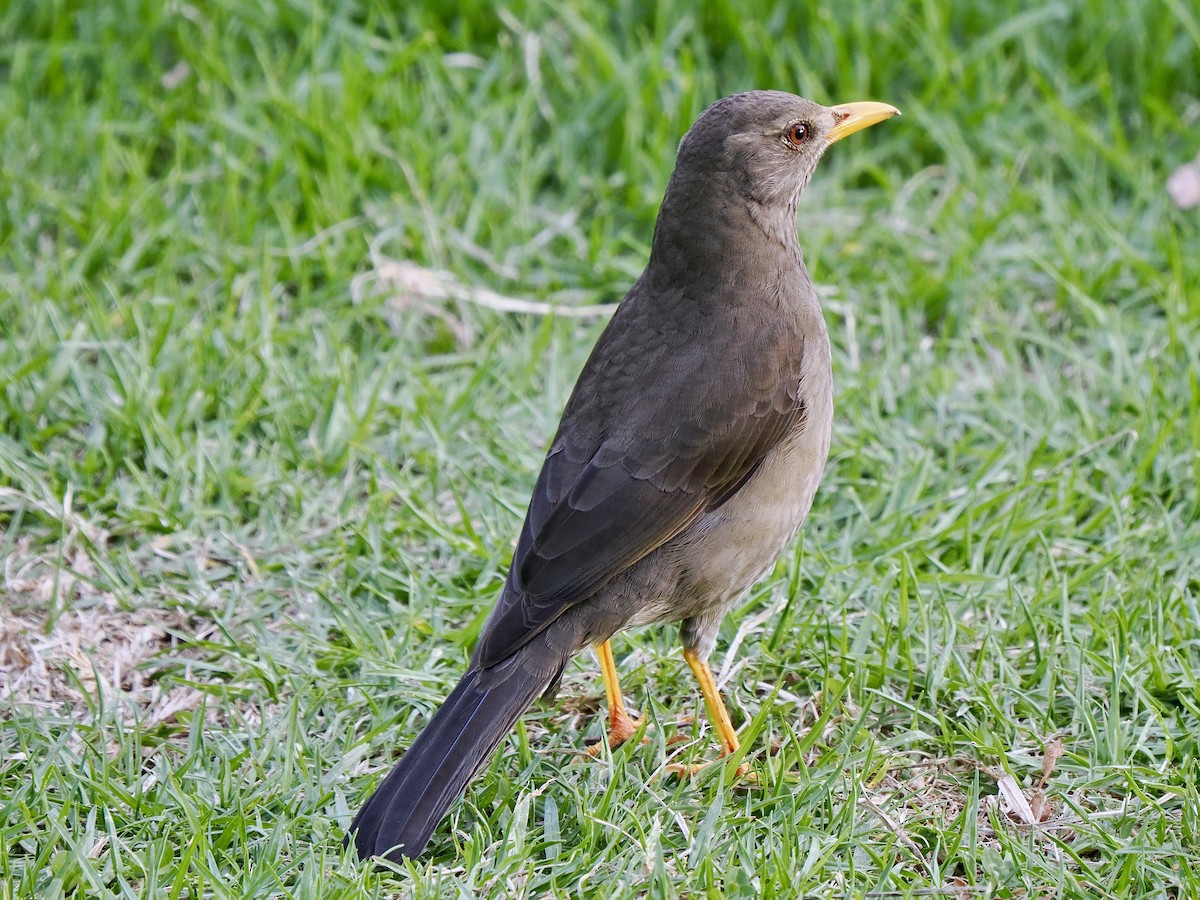 Chiguanco Thrush - ML617476121