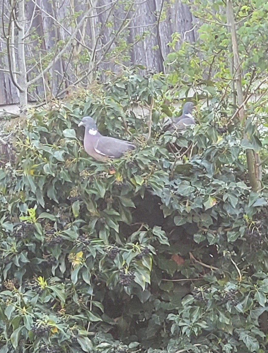 Paloma (Columba) sp. - ML617476132