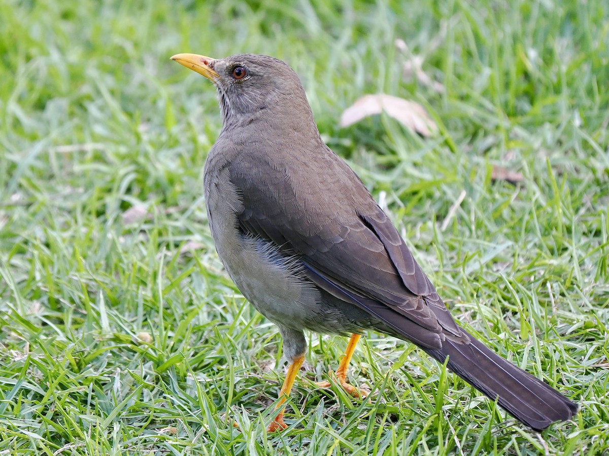 Chiguanco Thrush - ML617476147