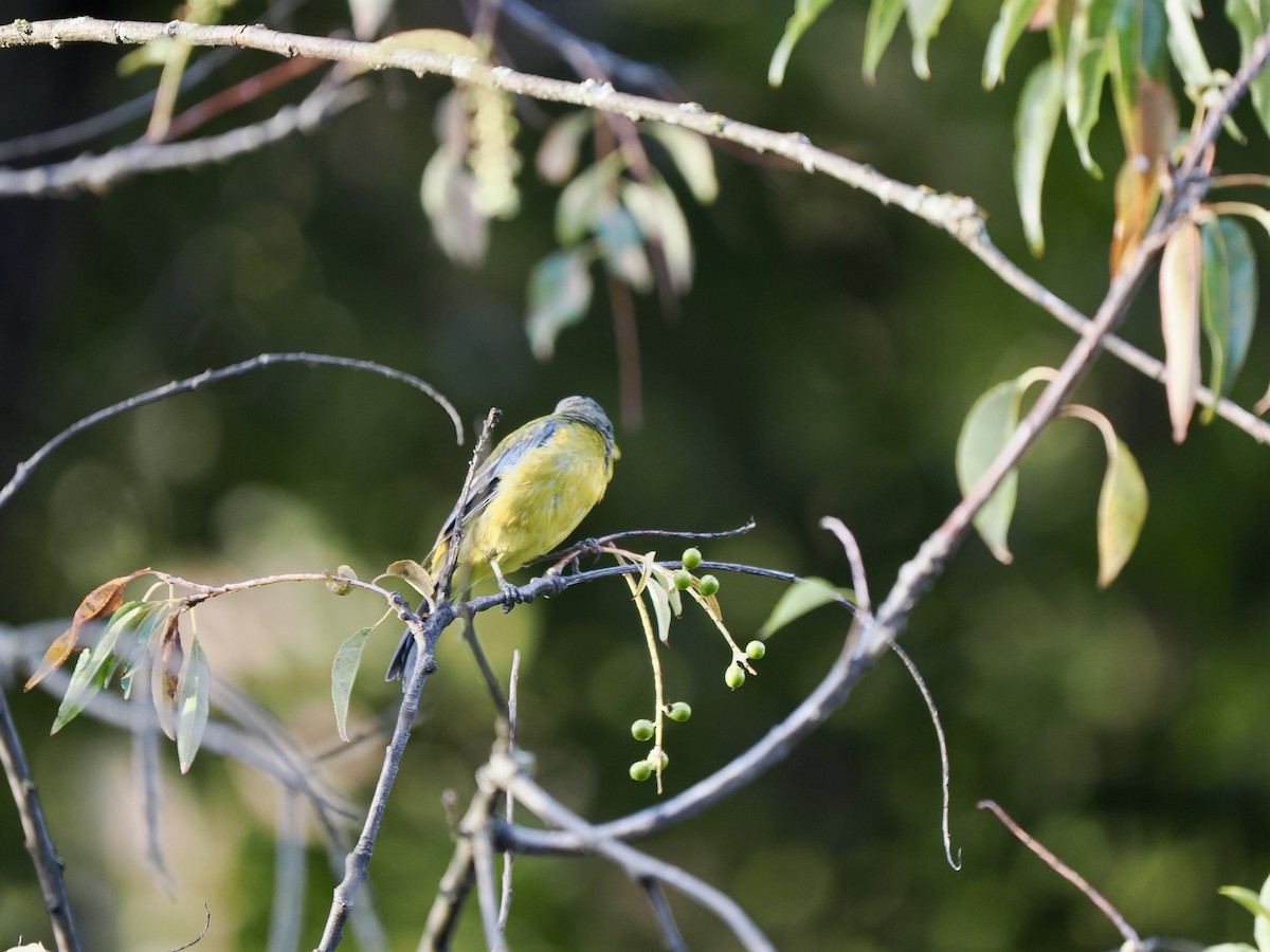 Blue-and-yellow Tanager - ML617476171