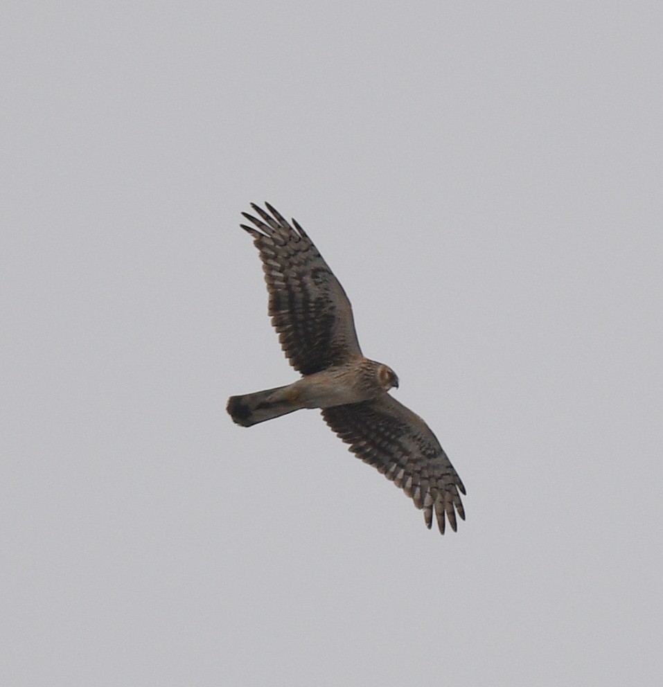 Hen Harrier - ML617476179