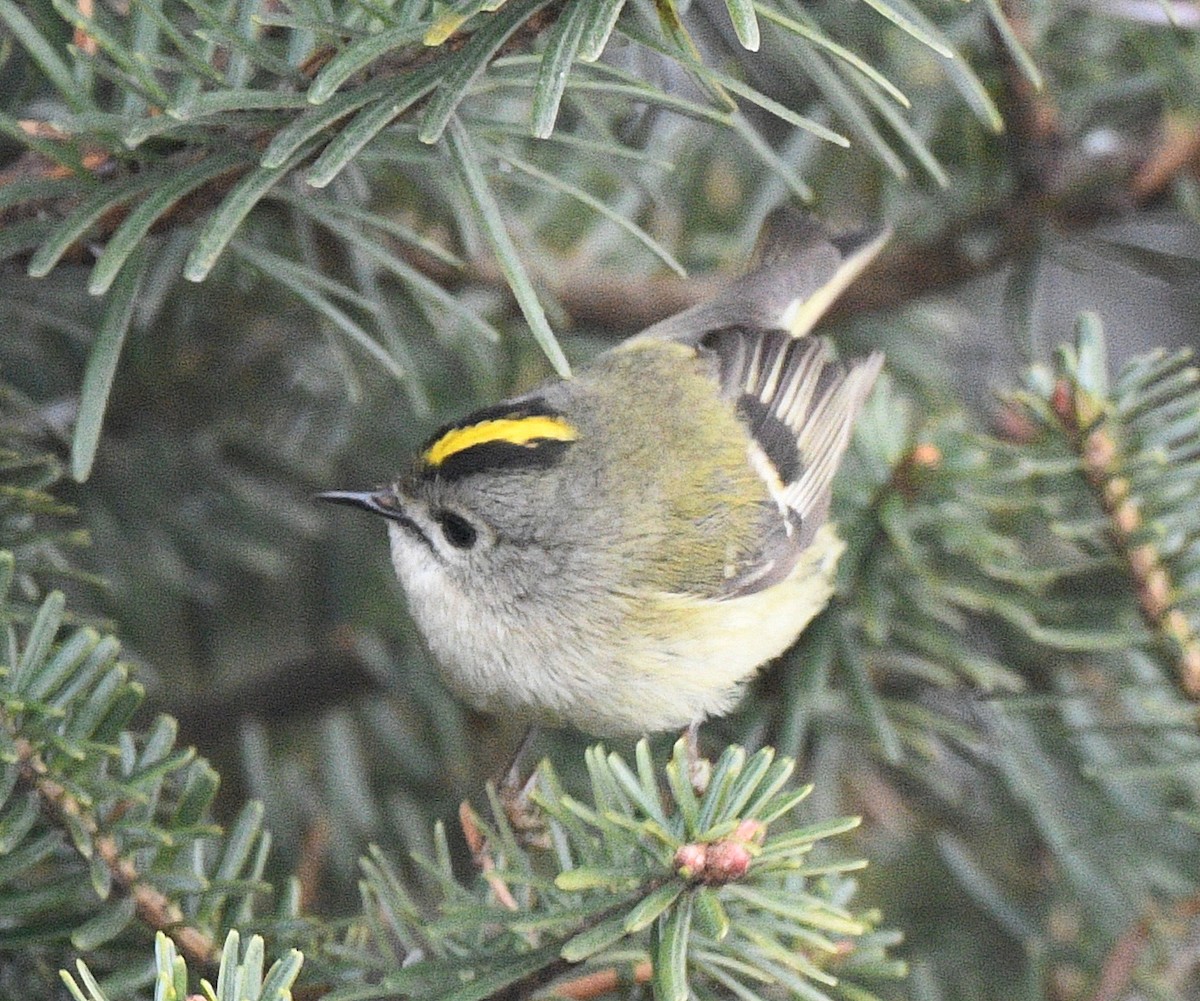 Goldcrest - Prasad Ganpule